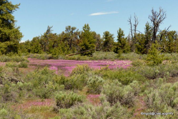 a pink carpet of Dwarf Monkeyflower