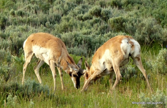pronghorn