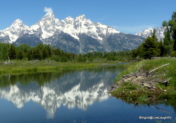 Mountains and Wildlife - love it!