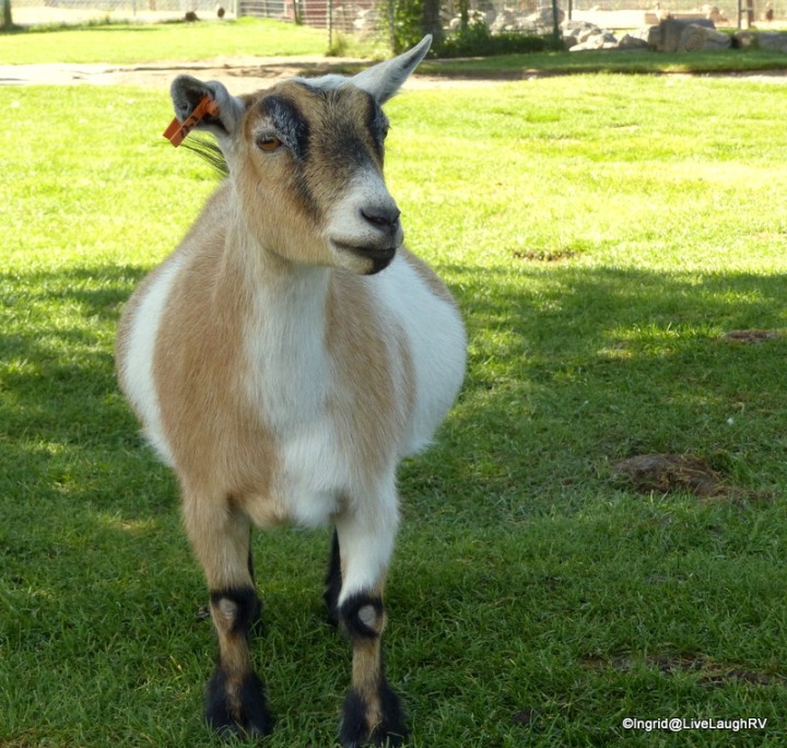 Goats are such characters!