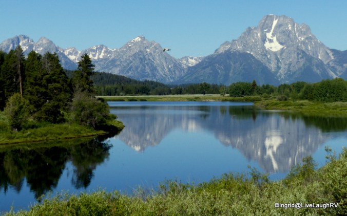 I was excited to see a Pelican fly by - Pelicans in Wyoming?