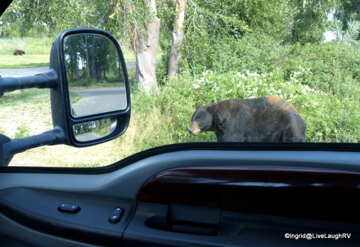 Bear roam freely at Yellowstone Bear World