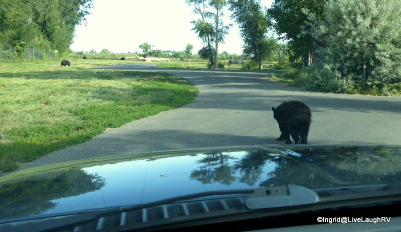 Yellowstone Bear World