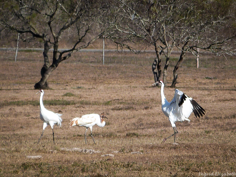 Whooping Cranes - endangered