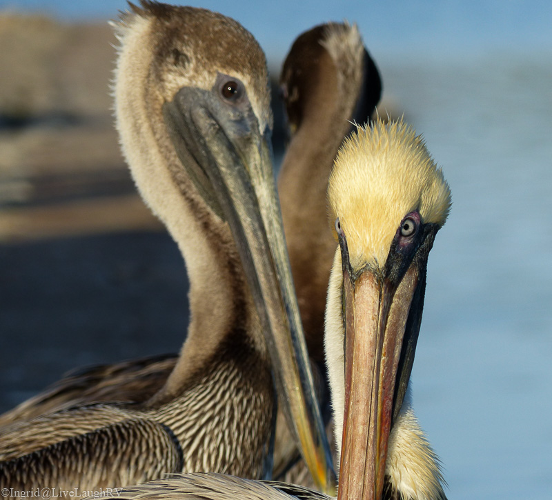 pelicans