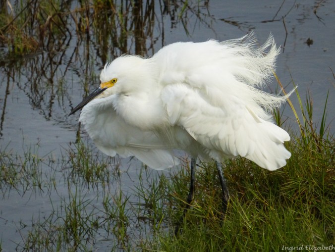egret