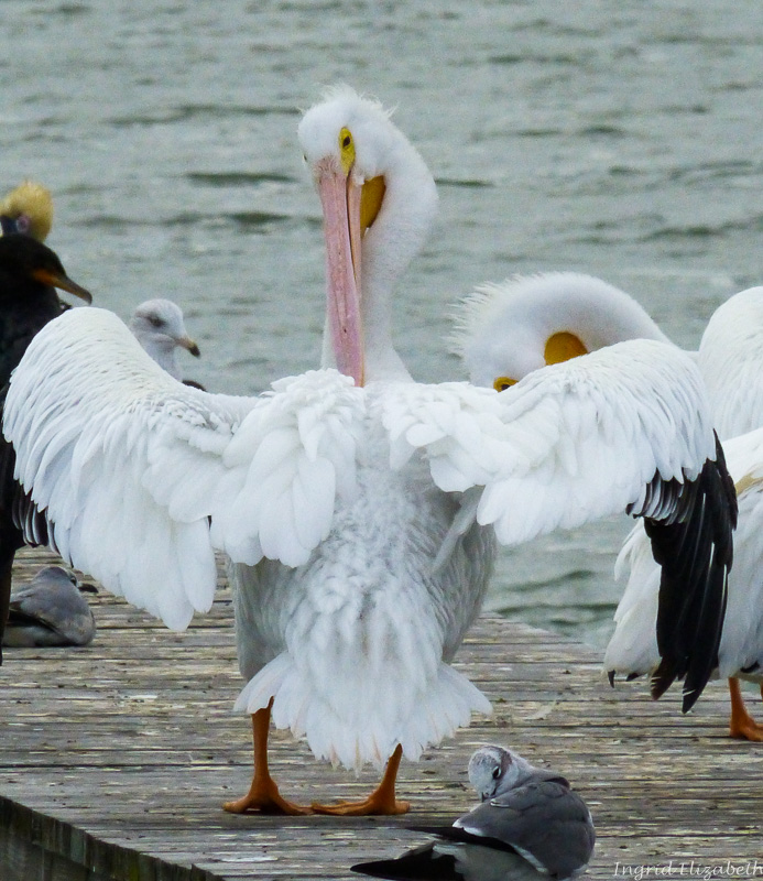pelican yoga!