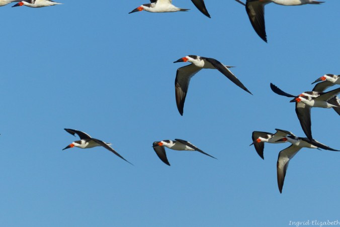 seagulls