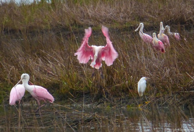 shore birds