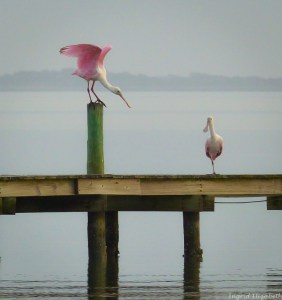 Texas Shore birds
