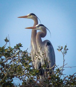 Great Blue Heron