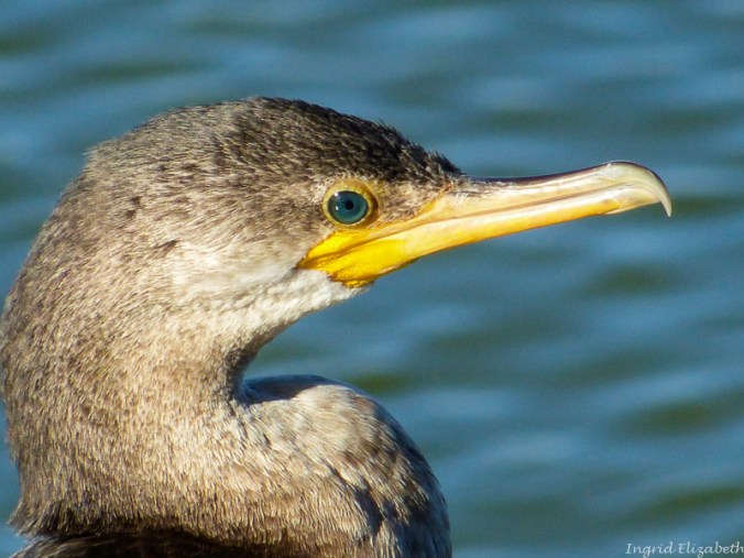 Cormorant