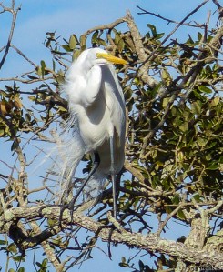egret