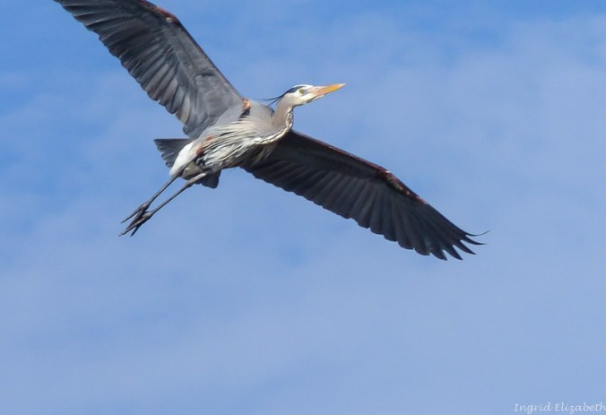 Great Blue Heron