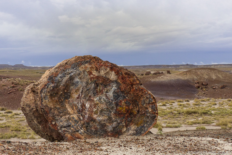 Petrified Wood