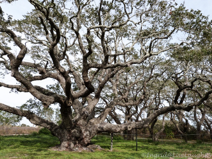 "The Big Oak Tree" said to be over 1,000 years old.