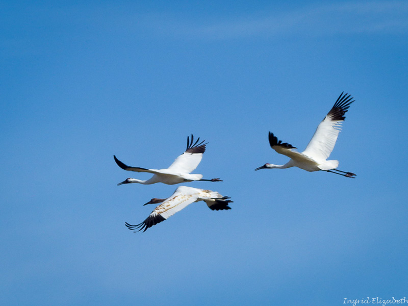 Family of whooping cranes - mom, dad, juvenile