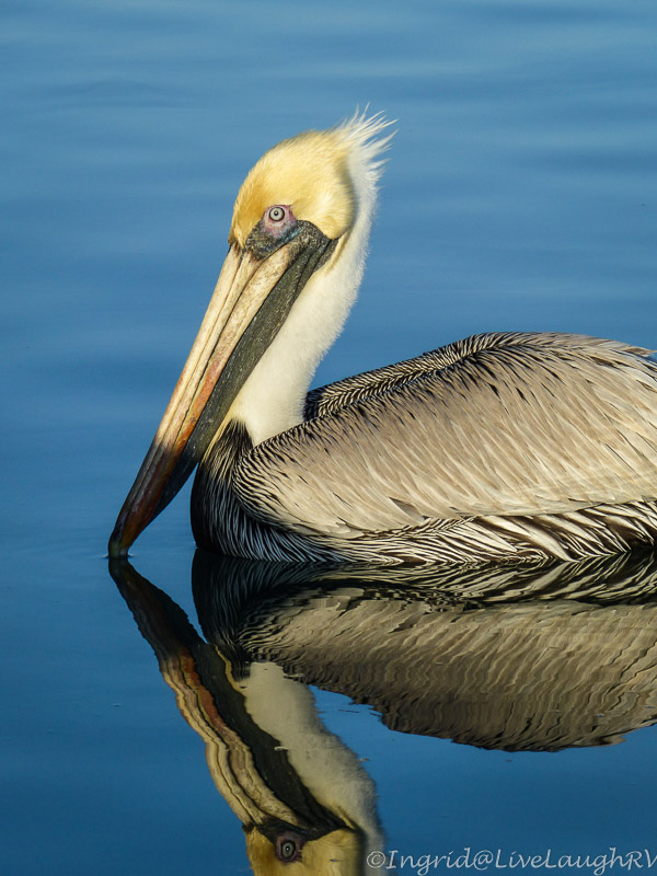 Pelican