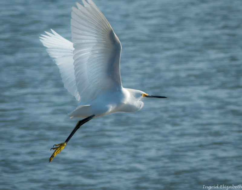 egret
