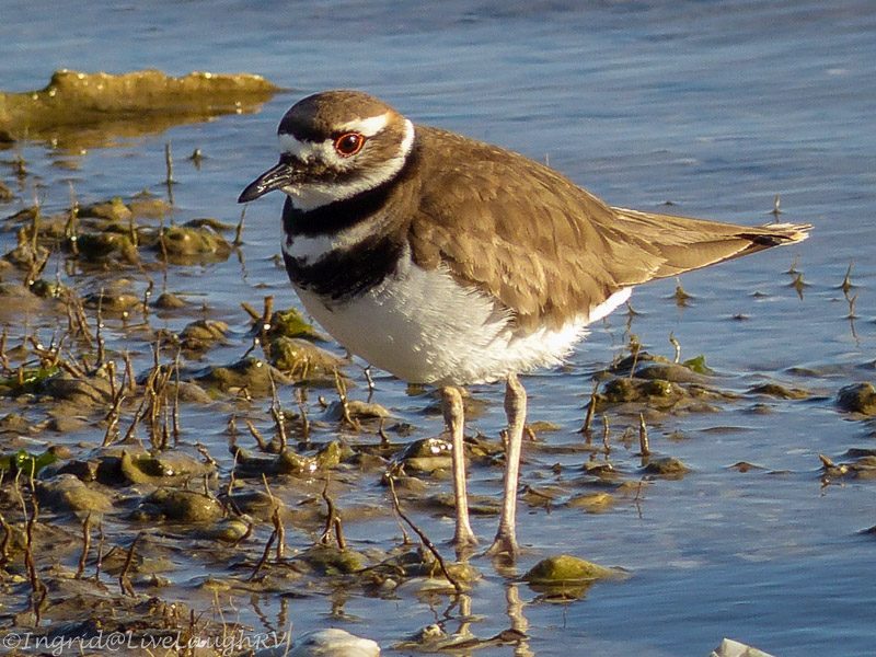 Killdeer