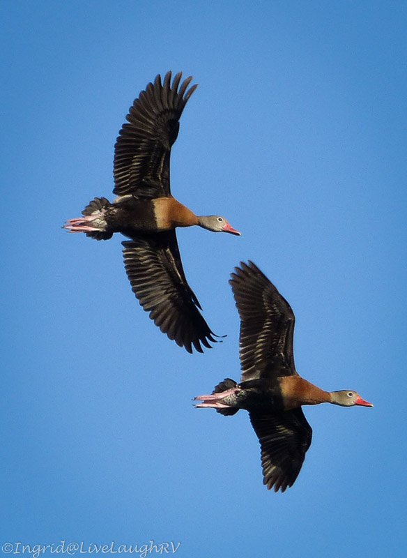 black bellied whistling ducks