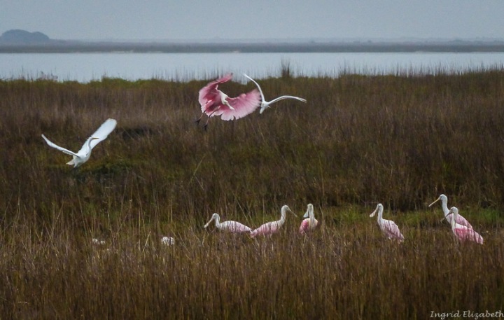 Gulf shore birds