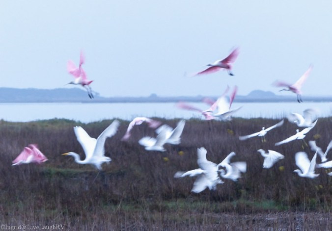 shore birds