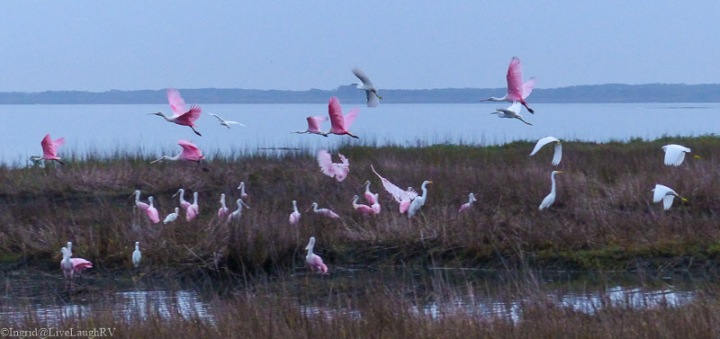 shore birds
