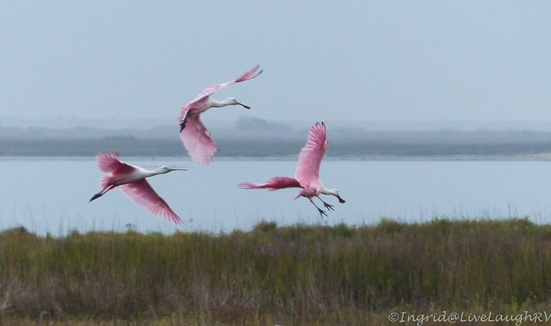 roseate spoonbill
