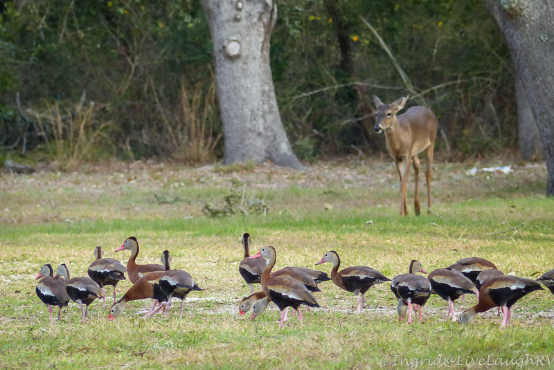 whistling ducks