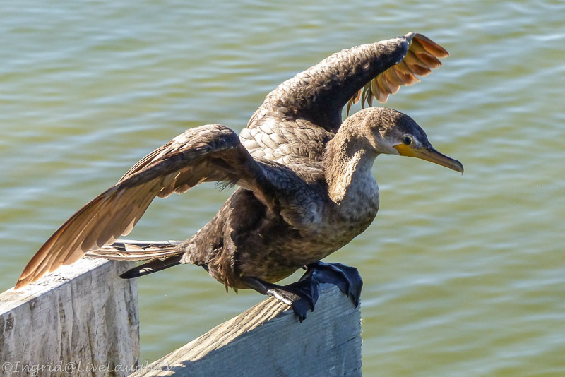 cormorant