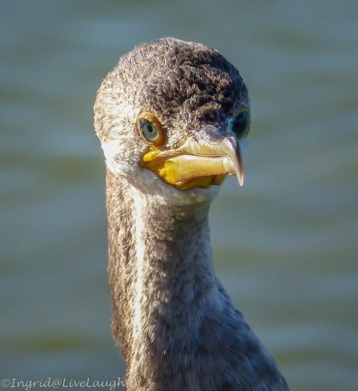 cormorant