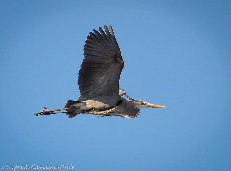 Great Blue Heron