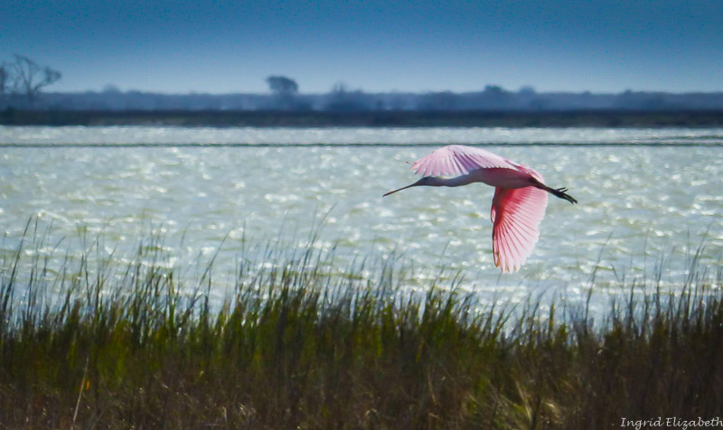roseate spoonbill