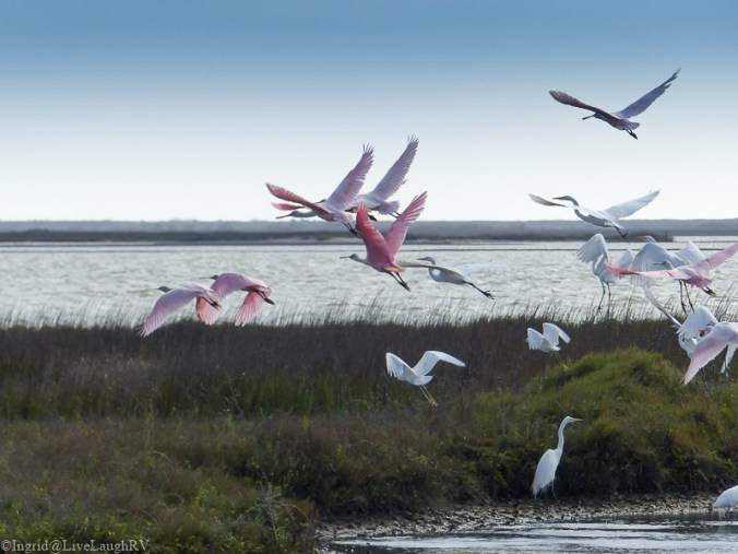 shore birds