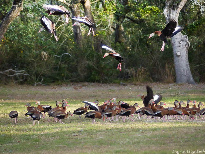 whistling ducks