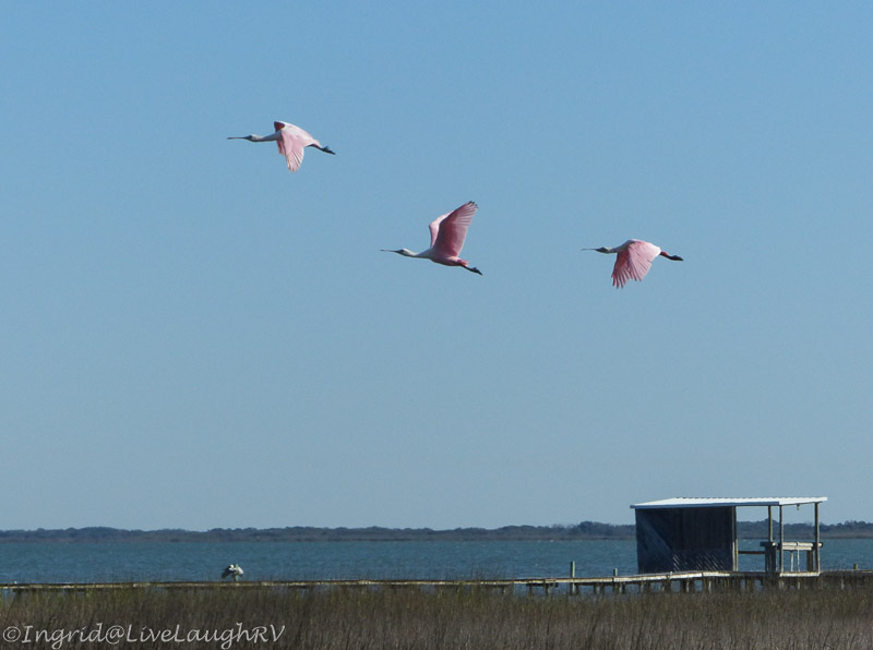 roseate spoonbills