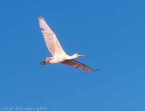 spoonbill