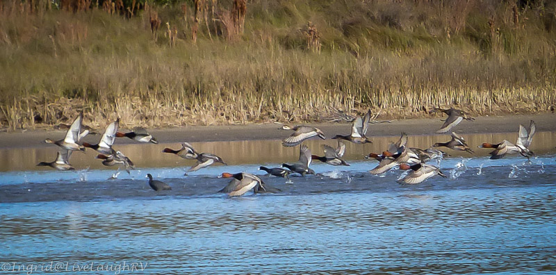 ducks in-flight