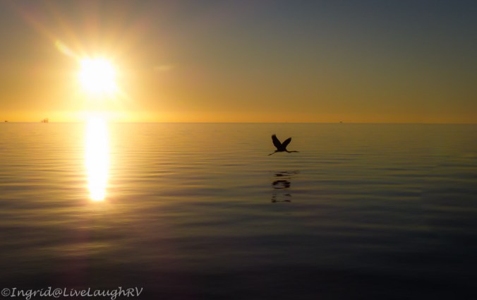 bird in-flight