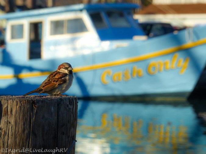 bird photography