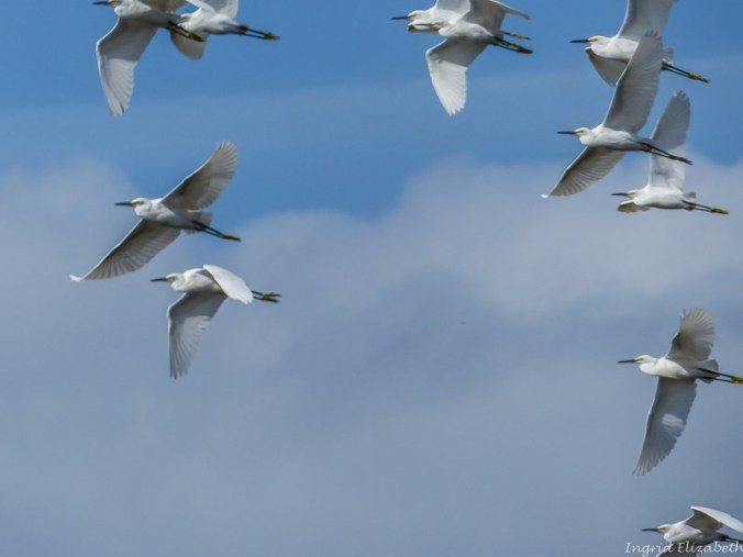egret