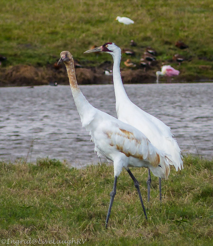 whooping cranes