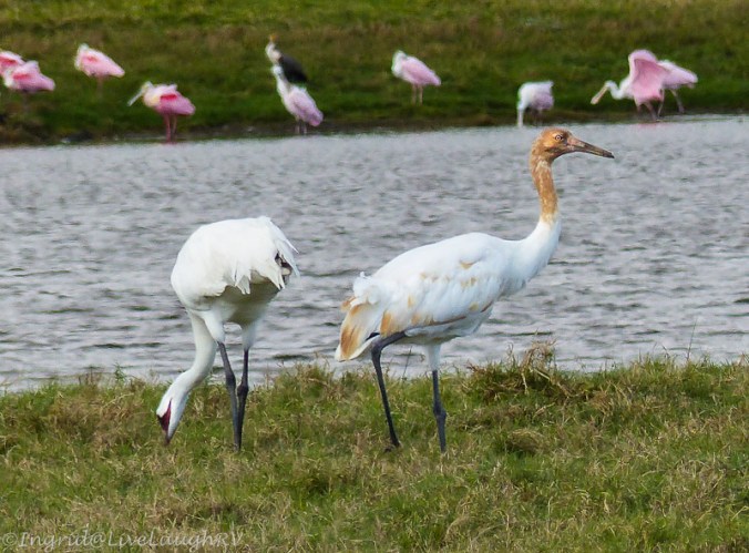 whooping crane
