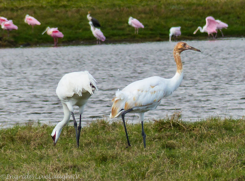 whooping crane