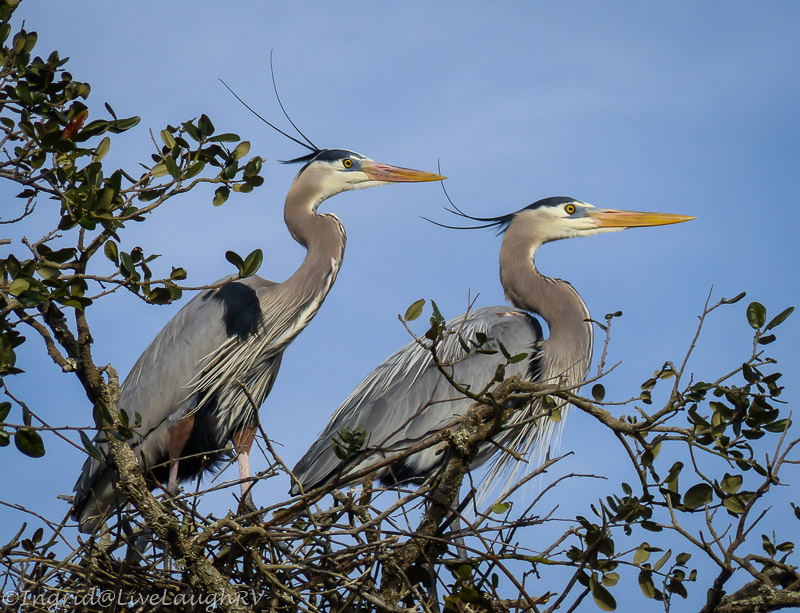 pair of great blue herons