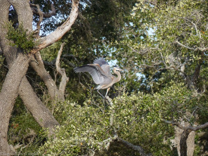 heron