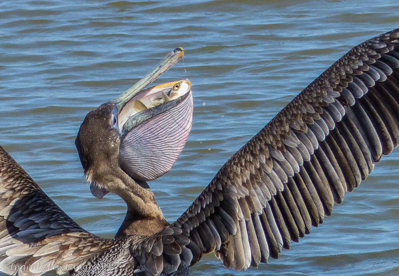 pelican