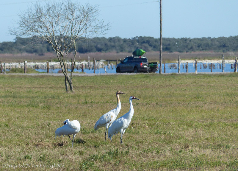 Kayaking anyone? He launches at the end of 12th St. and Lamar Beach Road