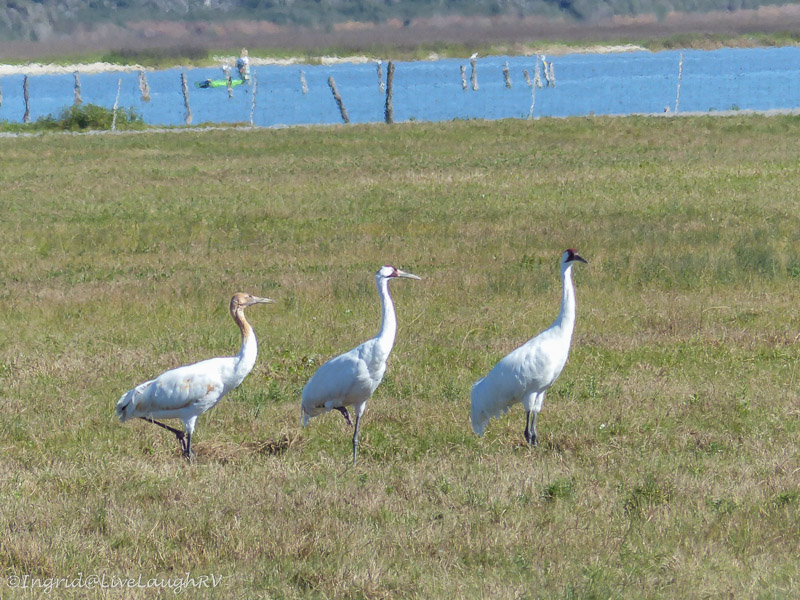 A little later and you can see the green kayak in the water
